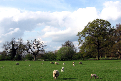 Från London: Dagsutflykt till Warwick Castle, Stratford och Oxford