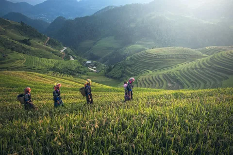 From Mu Cang Chai: Ban Den Village Trekking Day Tour
