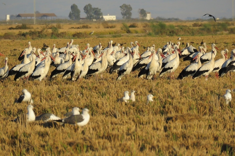 From Seville: Doñana National Park 4WD Tour Private Tour