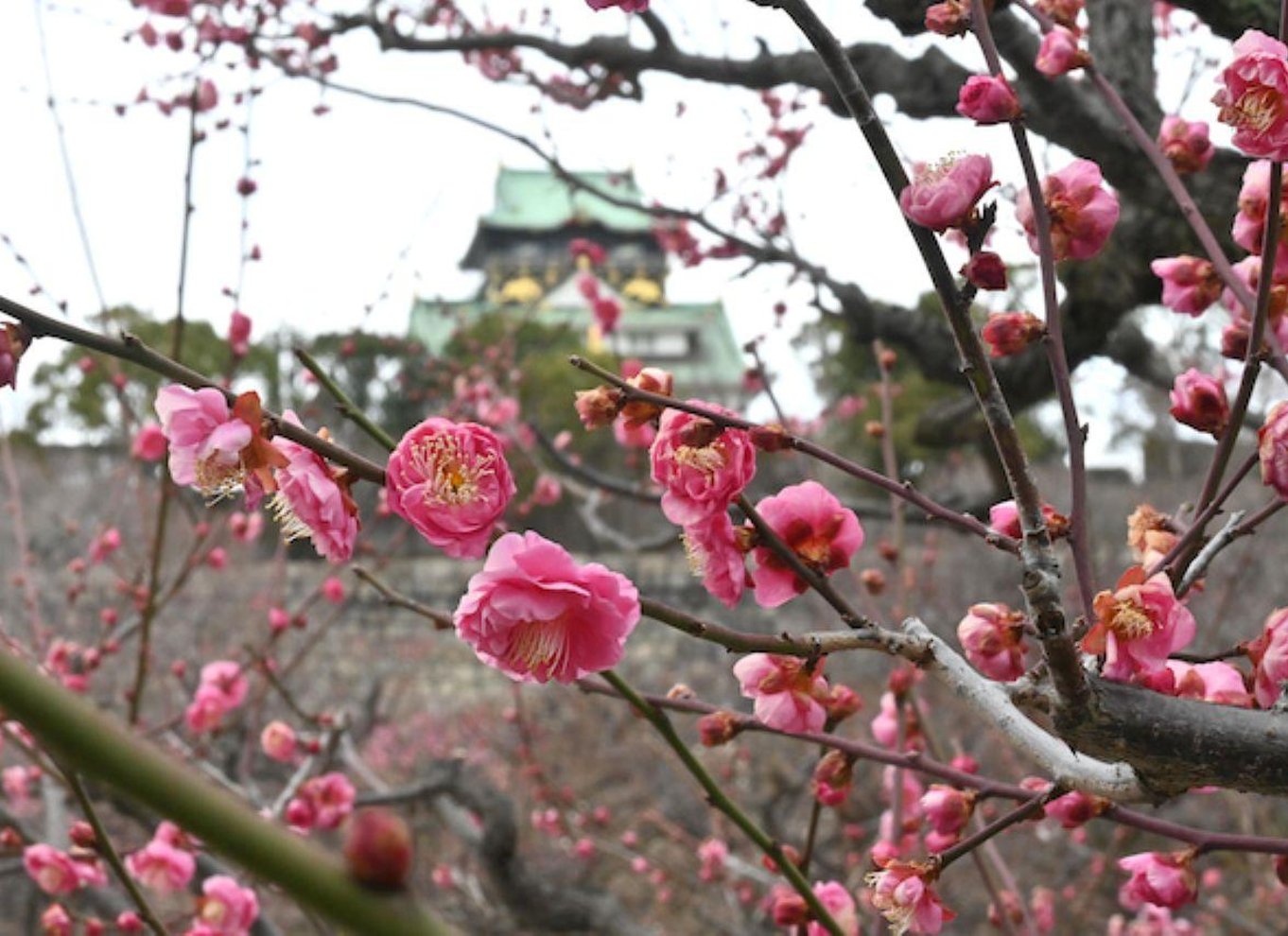 Osaka: Entré til slotstårnet / guidet byvandring