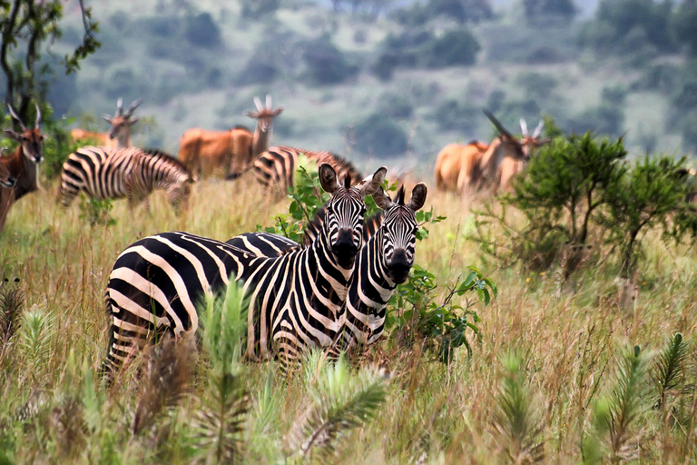 6 DIAS DE CAMINHADA DE GORILA EM UGANDA E SAFÁRI PELA VIDA SELVAGEM