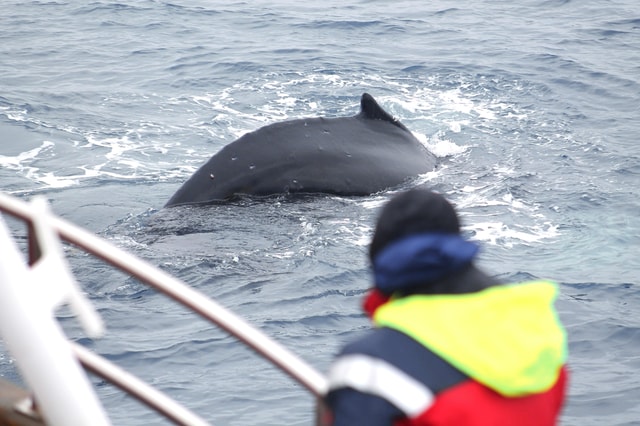 Húsavík: Whale Watching Tour met familie en gids
