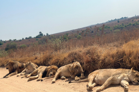 One day Kruger National Park tour: Start at Johannesburg