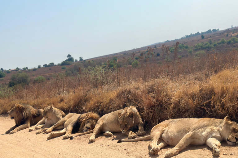 One day Kruger National Park tour: Start at Johannesburg