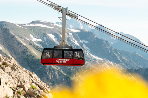 Jackson Hole: Aerial Tram and Gondolas Sightseeing Aerial Tram Only - Early Summer 2026