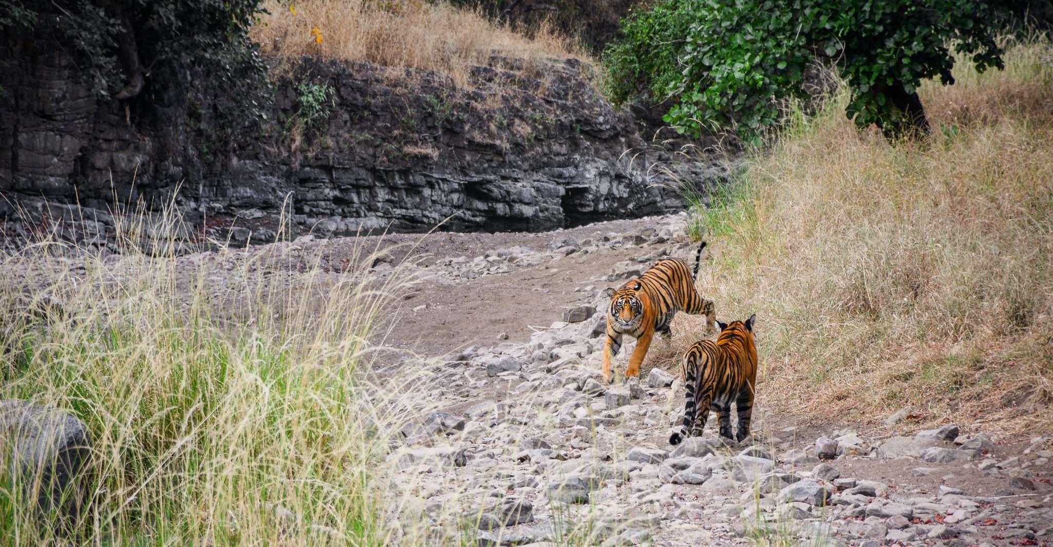 Ranthambore Safari Booking-Sharing Gypsy and Sharing Canter - Housity