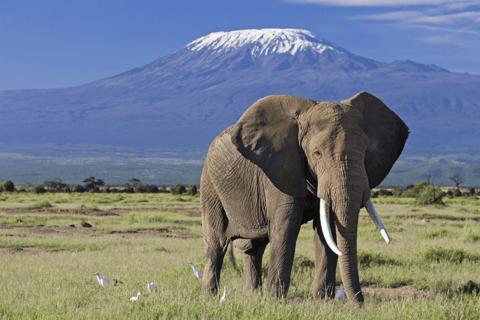 Overnight Amboseli Safari From Nairobi