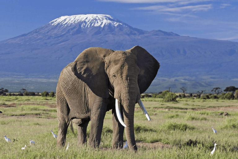 Overnight Amboseli Safari From Nairobi