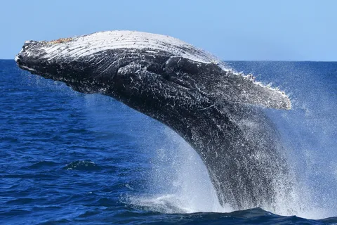 Sydney: Whale Watching, Wine Tasting, and Star Gazing Tour