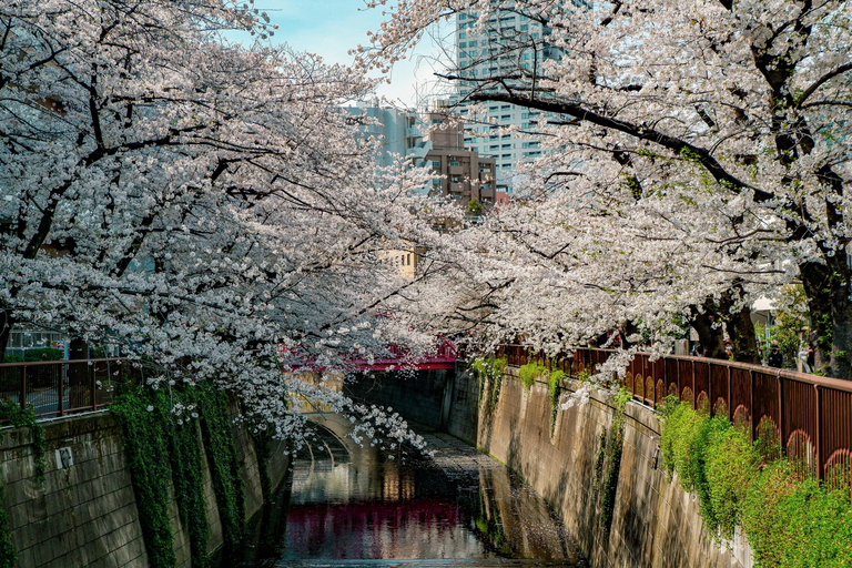 Tokyo: Nakameguro Sakura Riverside Walk with Street Stalls