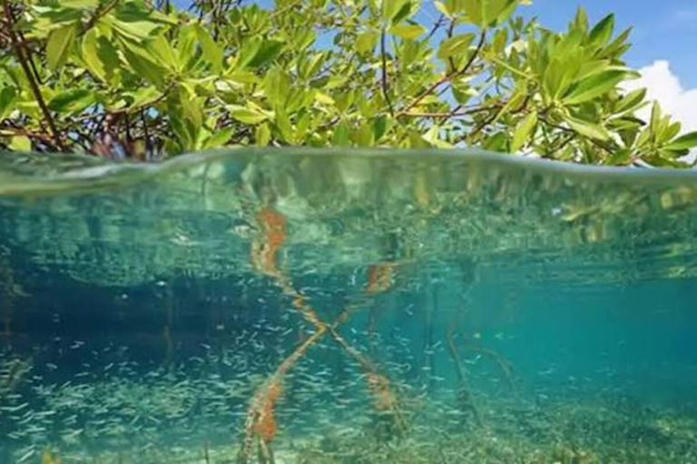 Zanzibar: Privat Jozani-skogen, Kuza-grottan och Rock RestaurantZanzibar: Privat Jozani-skogen, Kuza-grottan och Rock-restaurangen