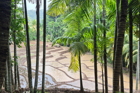 Esplora le cascate iconiche di Ella con un&#039;avventura panoramica in tuk-tuk