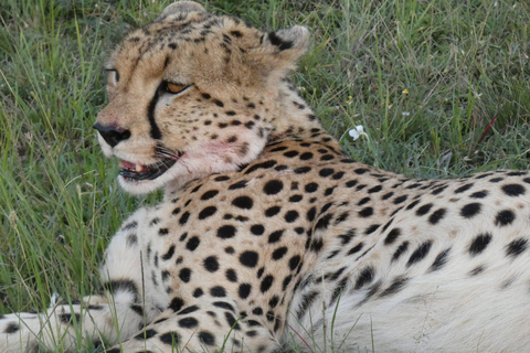 Nairobi National Park Tour Upgrade to a Jeep