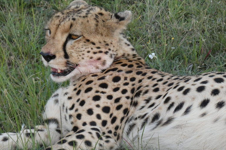 Nairobi National Park Tour Upgrade to a Jeep