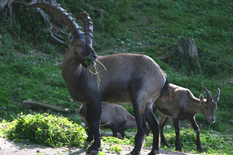 VENETIË: ONTDEK WILDE DIEREN IN DE DOLOMIETEN