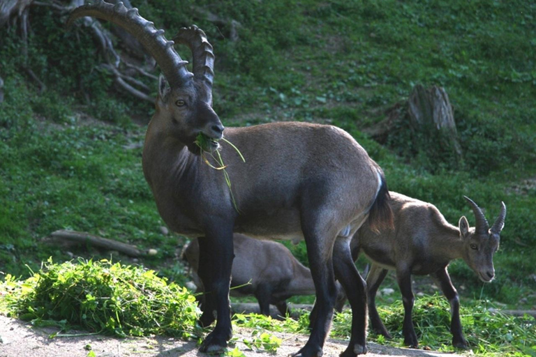 VENETIË: ONTDEK WILDE DIEREN IN DE DOLOMIETEN