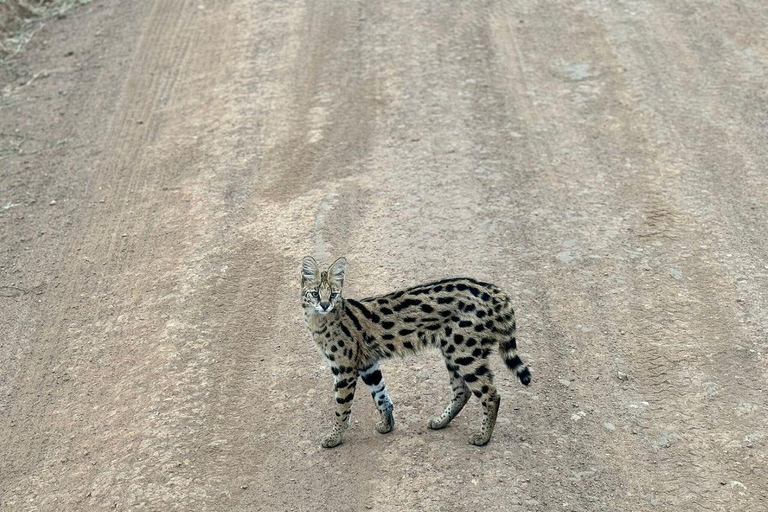 Nairobi National Park: Early Morning or afternoon adventure Early morning game drive in a Landcruiser JEEP