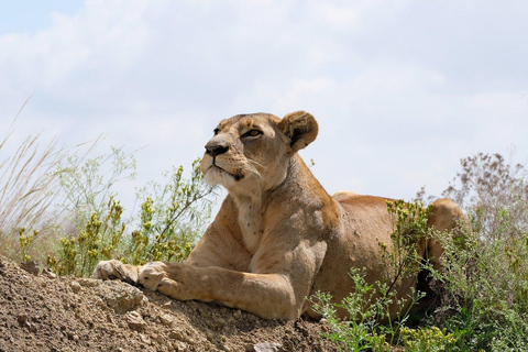 Nairobi National Park: Early Morning or afternoon adventure Early morning game drive in a Landcruiser JEEP