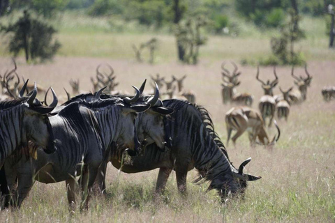 From Zanzibar: Mikumi Safari Day Trip with Flights and Lunch Mikumi Shared Safari without hotel transfer