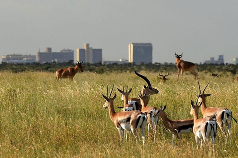 Olifantenweeshuis en Nairobi National Park 's middags spel