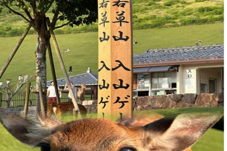 Discover Nara: The City of Deer, Temples & Timeless Beauty
