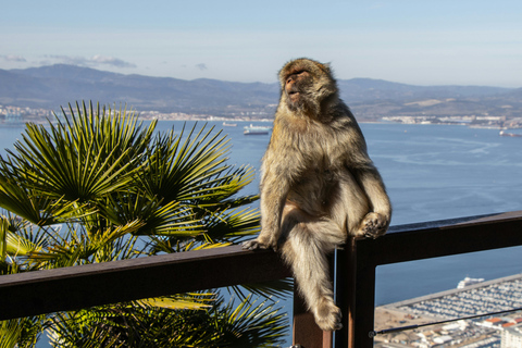 Marbella & Gibraltar Express from Málaga (optional Sightseeing Tour of the Rock & Dolphins) Marbella & Gibraltar Express with DOLPHINS from Muelle Heredia, 2