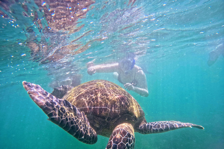 Mirissa: Turtle Snorkeling Experience with Boat Ride