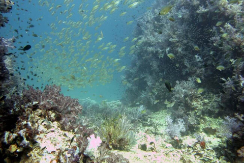From Phi Phi: Island Hopping & Snorkeling Longtail Boat Tour Half Day Morning Tour
