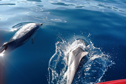 Sunset tour in search of dolphins with aperitif