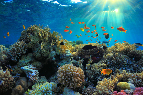 Wyspa Mnemba: półdniowa wycieczka łodzią z pływaniem z delfinami i nurkowaniem z rurkąPrywatna wyspa Mnemba – nurkowanie z rurką i pływanie z delfinami