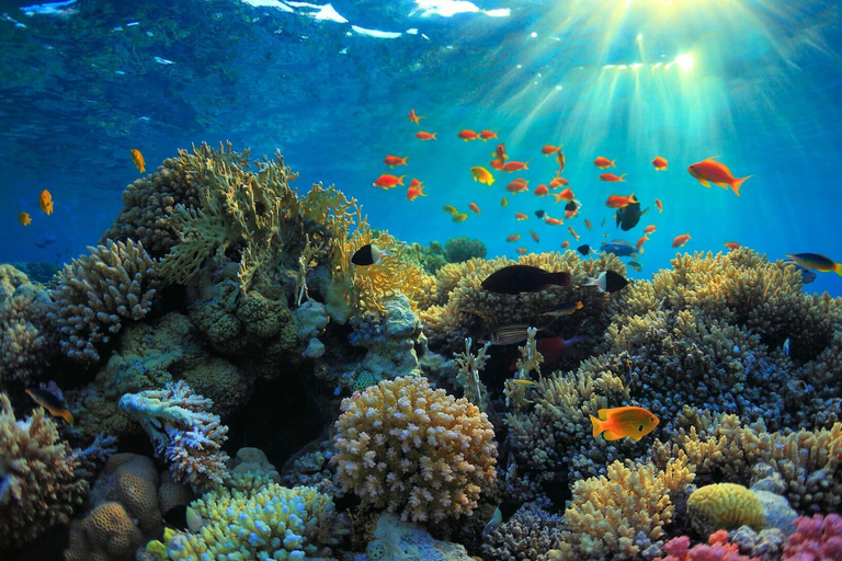 Wyspa Mnemba: półdniowa wycieczka łodzią z pływaniem z delfinami i nurkowaniem z rurkąPrywatna wyspa Mnemba – nurkowanie z rurką i pływanie z delfinami