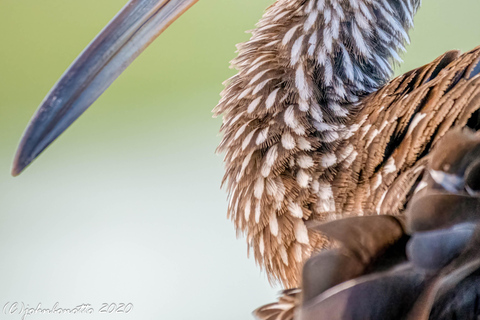Orlando Bird Nerd Tour: Birding Kayak Tour Orlando Bird Nerd Tour: Long Birding Kayak Tour