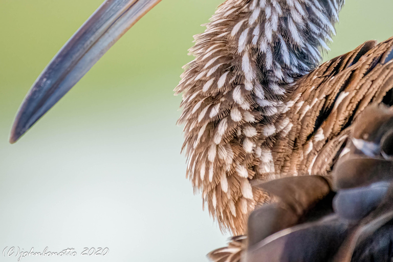 Orlando Bird Nerd Tour: Birding Kayak Tour Orlando Bird Nerd Tour: Long Birding Kayak Tour