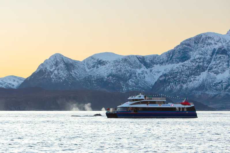 Von Tromsø aus: Walbeobachtungs-Safari auf dem Hochgeschwindigkeits-Katamaran