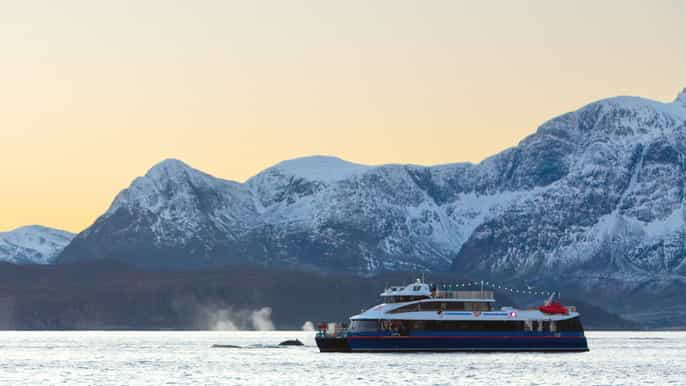 From Tromsø: Whale Watching Safari on High-Speed Catamaran