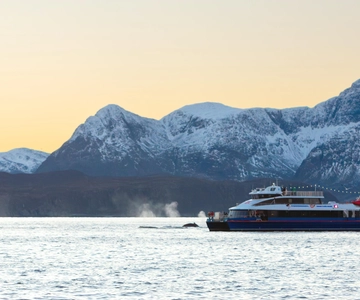 From Tromsø: Whale Watching Safari on High-Speed Catamaran