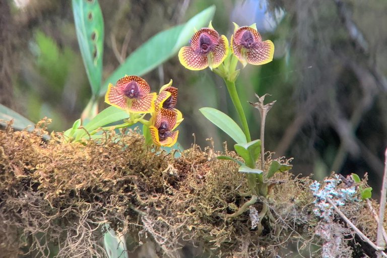 Da Cusco: 5 giorni di esplorazione e connessione nella Zona Riservata del ManuDa Cusco: 5 giorni di esplorazione e connessione nella Zona Riservata di Manu