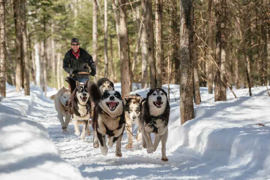 Lévis / Québec: Einstündiges Hundeschlitten-Erlebnis. Foto: GetYourGuide