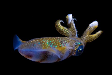 Oman: Discover Scuba Diving Experience