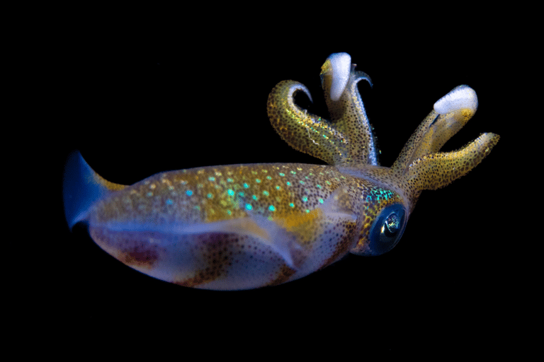 Oman: Discover Scuba Diving Experience