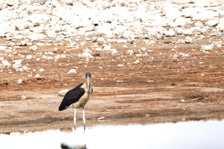 Windhoek: 3-Day Guided Safari in Etosha with Lodge