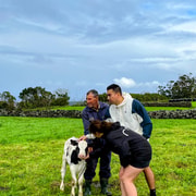 Azores: Dairy Farm Tour