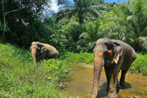 From Khao Lak: Bamboo Rafting & Jungle Trekking in Khao Sok Bamboo Rafting and Ethical Elephant Experience