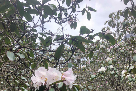 Everest base camp trek 12 days