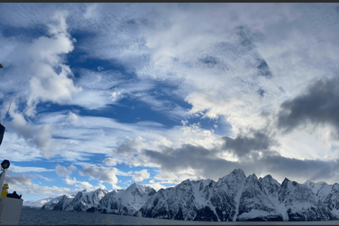 Tromsø: Classic arctic fjord cruise with lite lunch