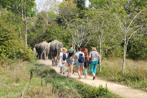 Siem Reap : Visite en petit groupe de la forêt d'éléphants de Kulen