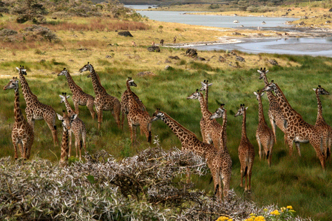 Excursão de um dia ao Parque Nacional Nakuru e ao Lago Naivasha