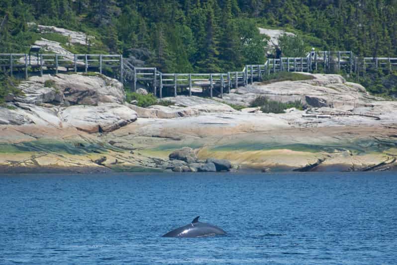 Tadoussac et BaieSainteCatherine croisière d'observation des