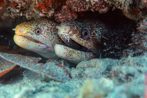 Esperienza subacquea Immersione | Riserva acquatica dell&#039;isola di Cook