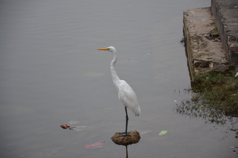 Jaipur: Amber Fort, Stadtpalast und Hawa Mahal Tagestour